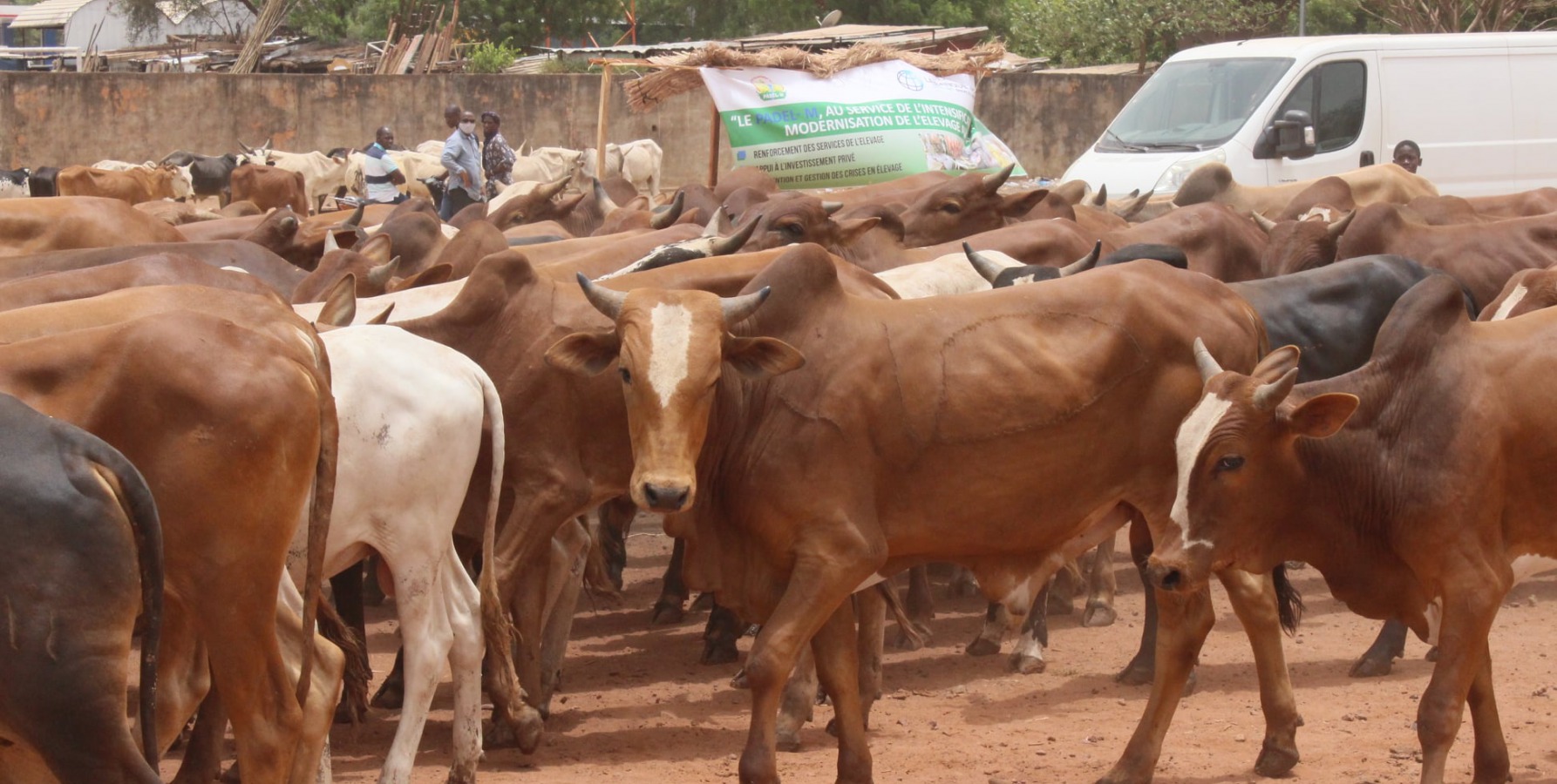 VENTE PROMOTIONNELLE DE BOVINS AU MALI, RAMADAN 2021